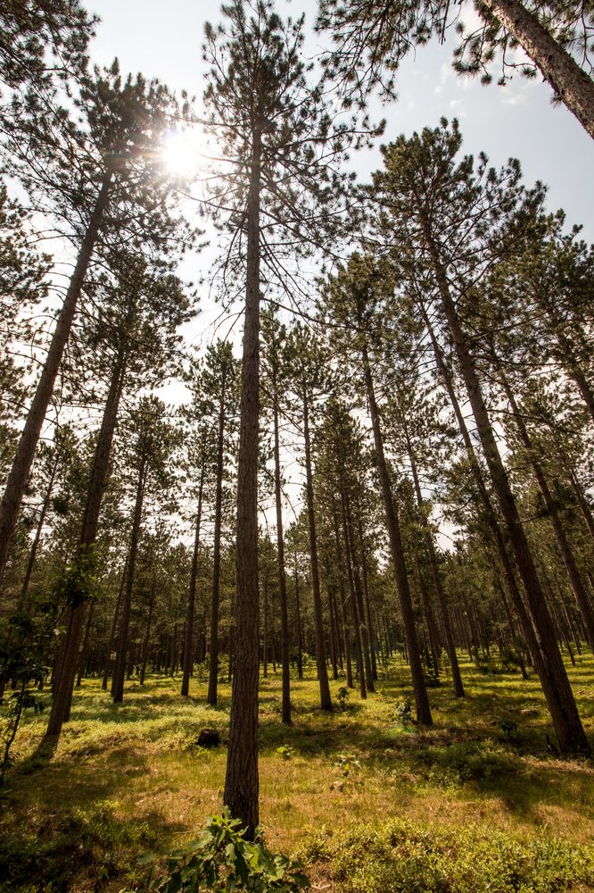 Floresta reflorestada — fonte da matéria-prima